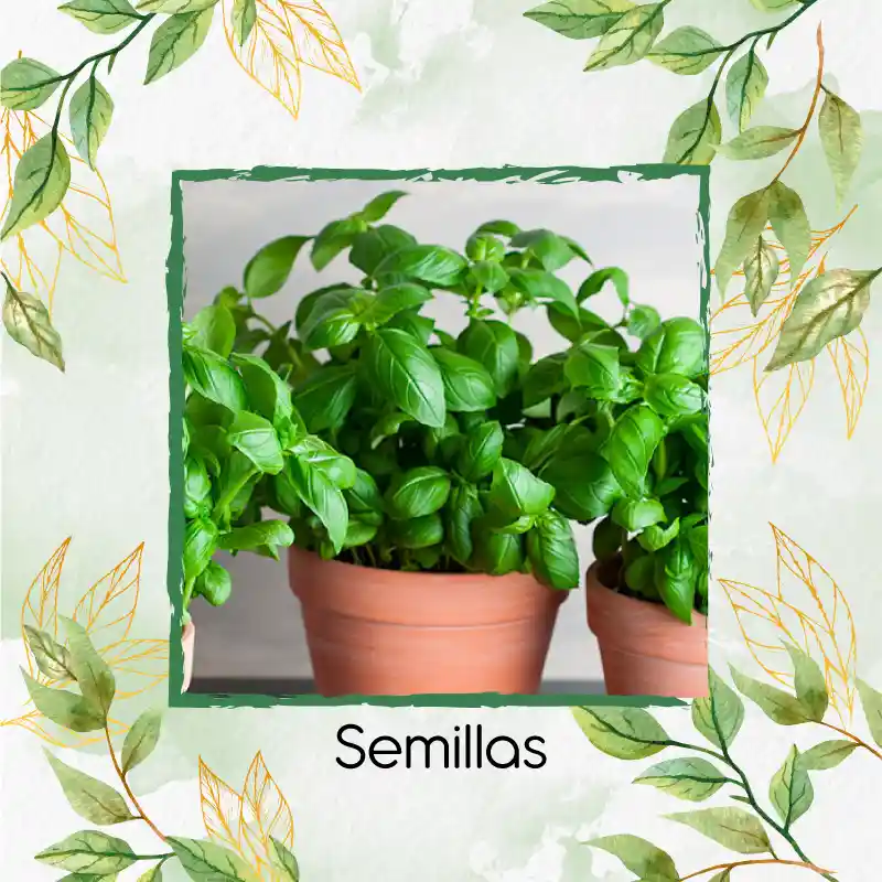 200 Semillas Orgánicas De Albahaca