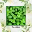 200 Semillas Orgánicas De Albahaca