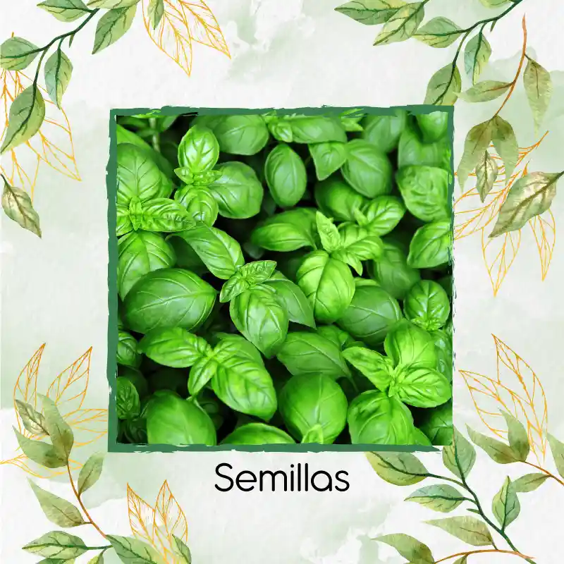 200 Semillas Orgánicas De Albahaca