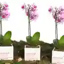 Matera Amistad Con Orquidea Baby
