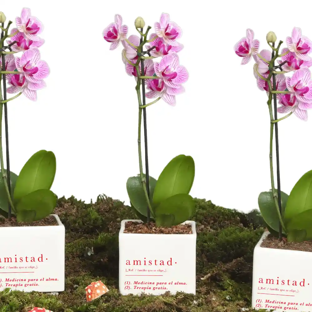 Matera Amistad Con Orquidea Baby
