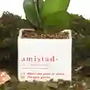 Matera Amistad Con Orquidea Baby