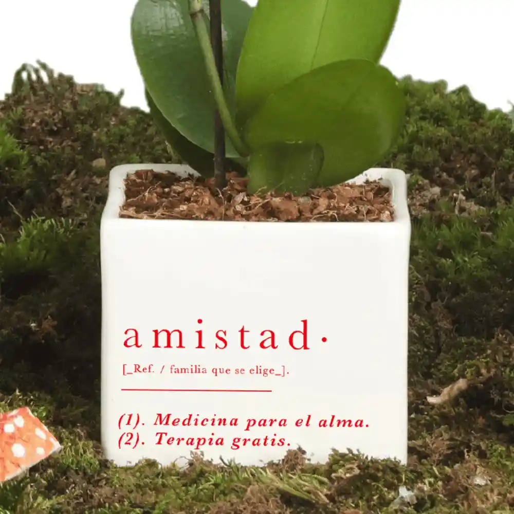 Matera Amistad Con Orquidea Baby