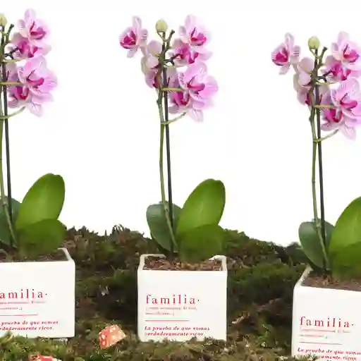 Matera Familia Con Orquidea Baby