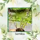 125 Semillas Orgánicas De Albahaca Canela