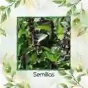 2.500 Semillas Orgánicas De Albahaca Canela
