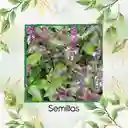 2.500 Semillas Orgánicas De Albahaca Canela