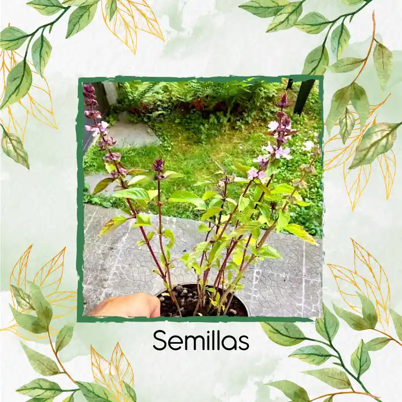 2.500 Semillas Orgánicas De Albahaca Canela