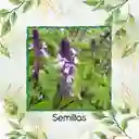 2.500 Semillas Orgánicas De Albahaca Canela