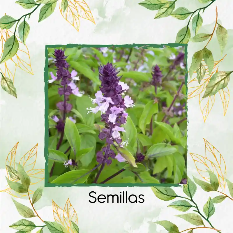 2.500 Semillas Orgánicas De Albahaca Canela