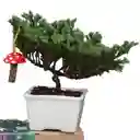 Kit De Regalo Nochebuena Con Bonsai