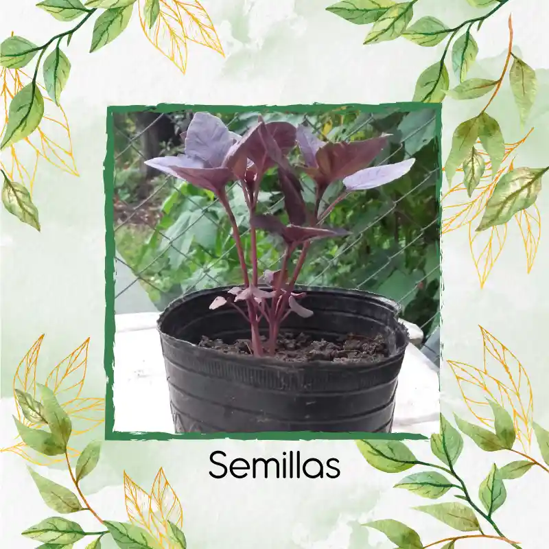 50 Semillas Orgánicas De Albahaca Morada