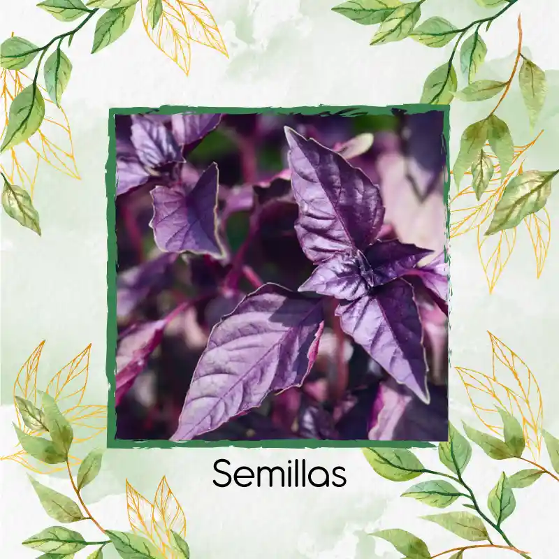 200 Semillas Orgánicas De Albahaca Morada