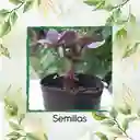 400 Semillas Orgánicas De Albahaca Morada