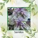 1.000 Semillas Orgánicas De Albahaca Morada