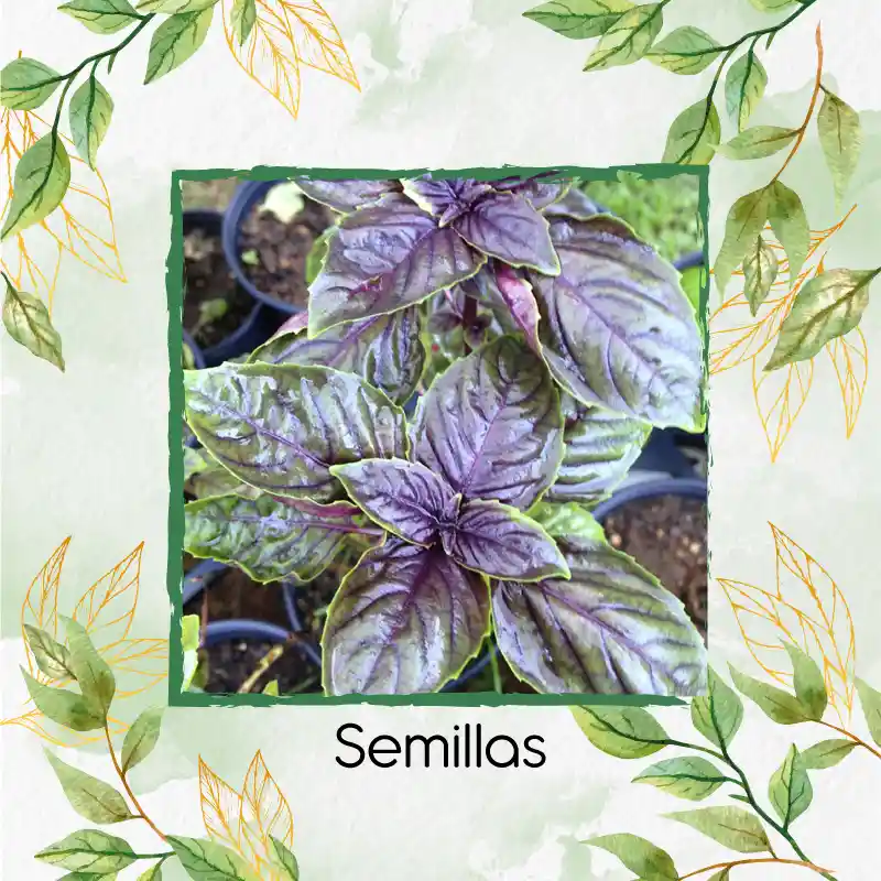 1.000 Semillas Orgánicas De Albahaca Morada