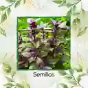1.000 Semillas Orgánicas De Albahaca Morada