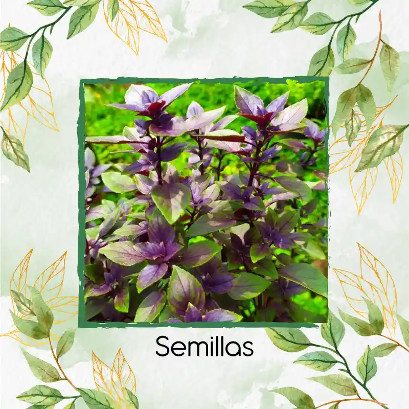 1.000 Semillas Orgánicas De Albahaca Morada