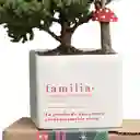 Kit De Regalo Familia Con Bonsai