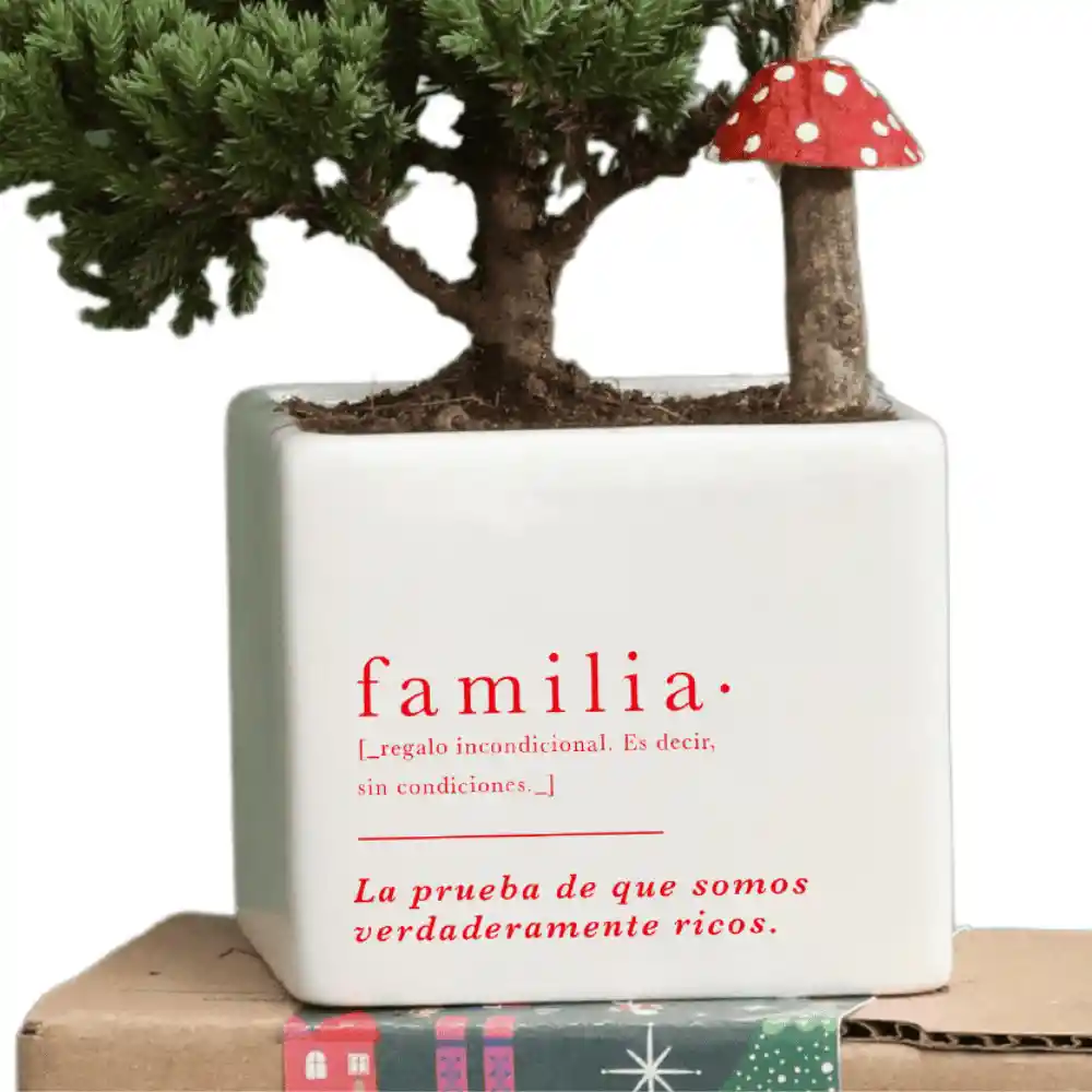 Kit De Regalo Familia Con Bonsai