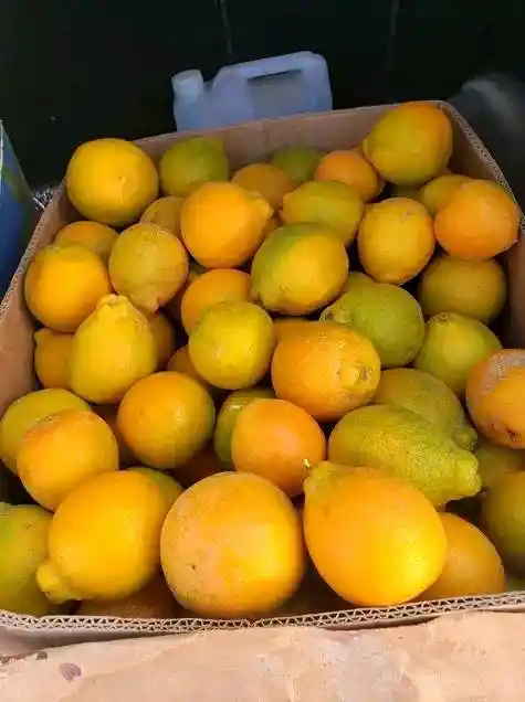 Naranja Tangelo Canastilla