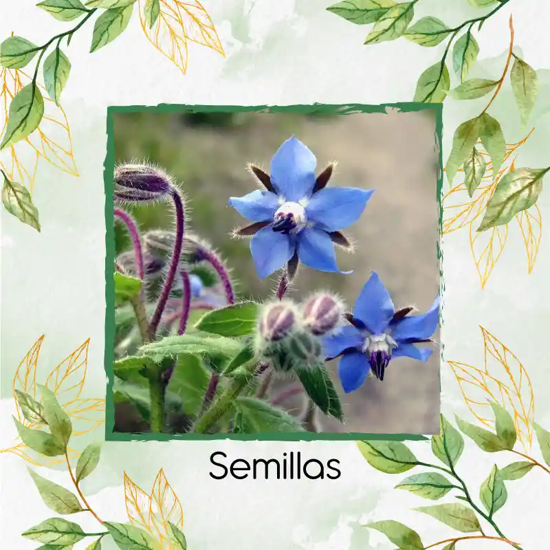 400 Semillas Orgánicas De Borraja