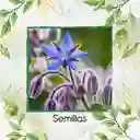 400 Semillas Orgánicas De Borraja