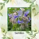400 Semillas Orgánicas De Borraja