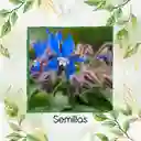 1.000 Semillas Orgánicas De Borraja