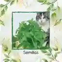 50 Semillas Orgánicas De Menta Para Gato