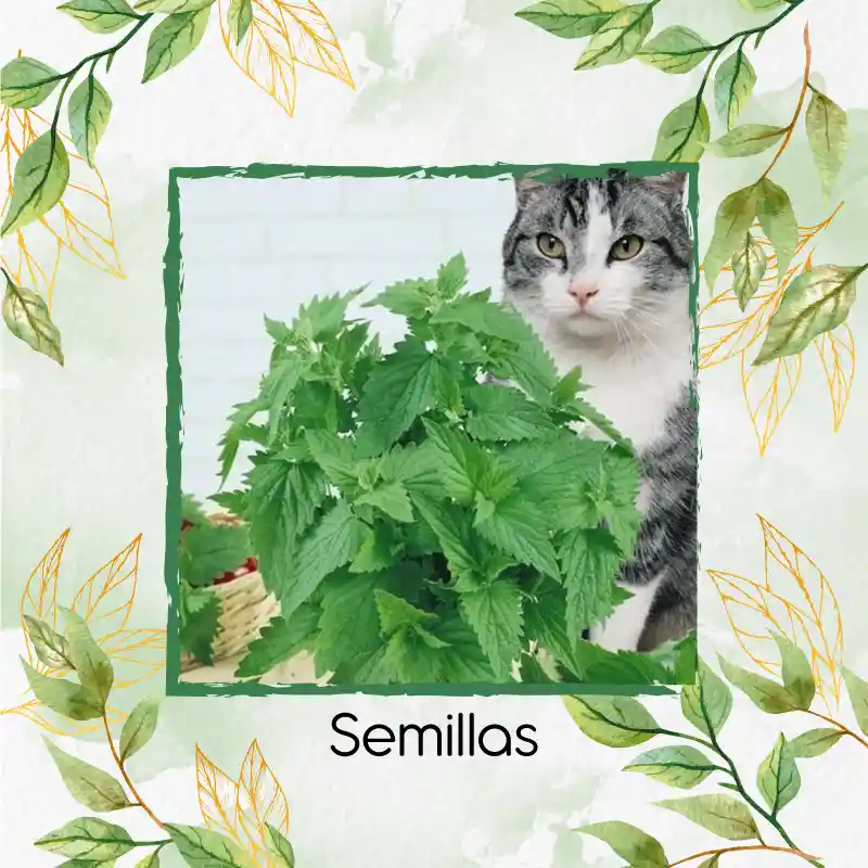 50 Semillas Orgánicas De Menta Para Gato