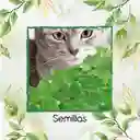 50 Semillas Orgánicas De Menta Para Gato