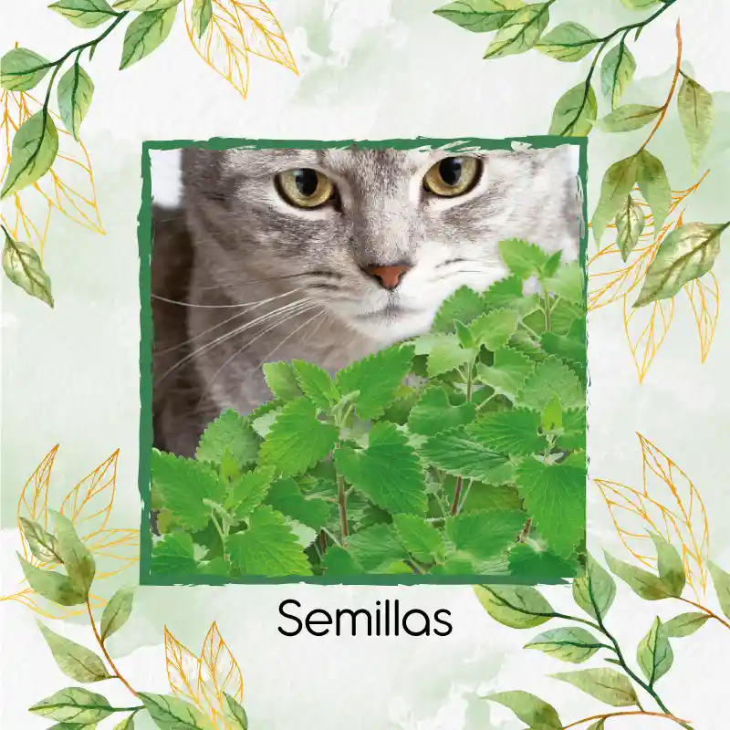 50 Semillas Orgánicas De Menta Para Gato