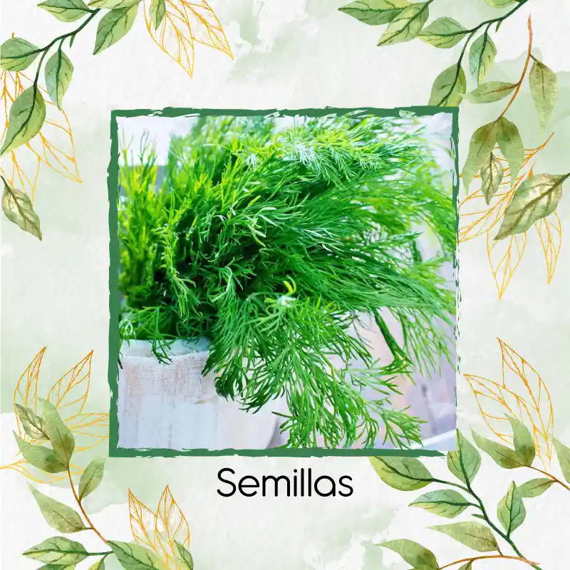400 Semillas Orgánicas De Eneldo