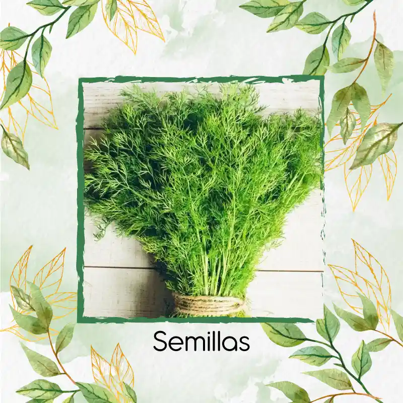 400 Semillas Orgánicas De Eneldo