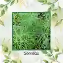 400 Semillas Orgánicas De Eneldo