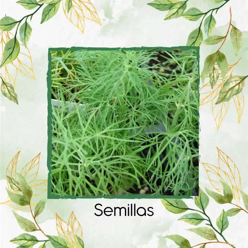 400 Semillas Orgánicas De Eneldo
