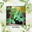 100 Semillas Orgánicas De Hierbabuena