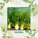 50 Semillas Orgánicas De Hinojo