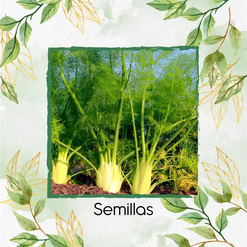 50 Semillas Orgánicas De Hinojo