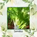 50 Semillas Orgánicas De Hinojo