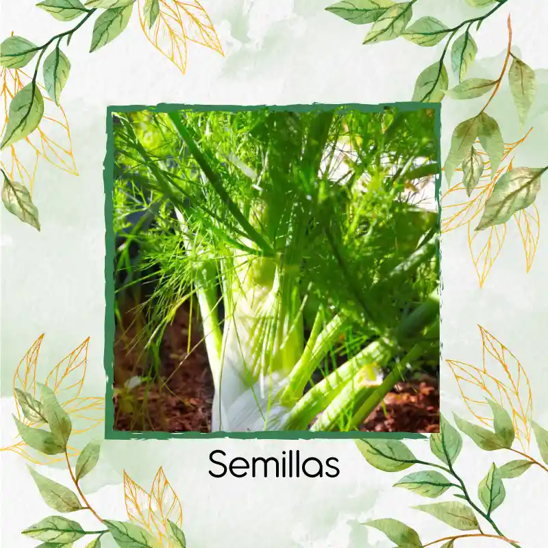 50 Semillas Orgánicas De Hinojo