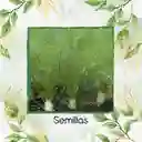 50 Semillas Orgánicas De Hinojo