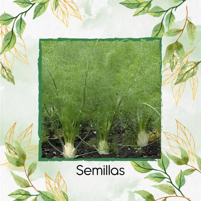 50 Semillas Orgánicas De Hinojo