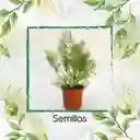 50 Semillas Orgánicas De Hinojo