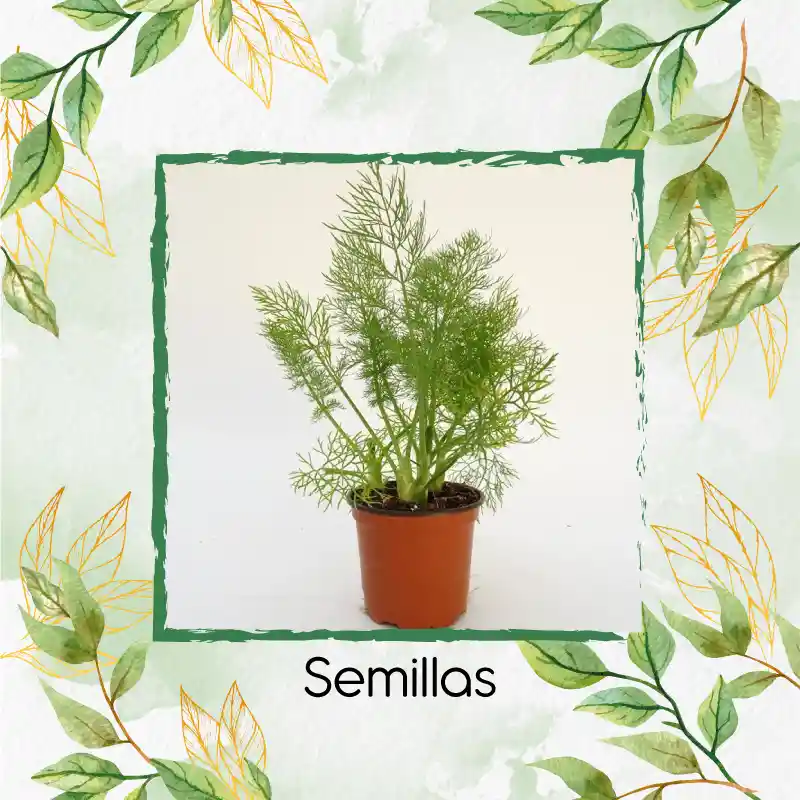 50 Semillas Orgánicas De Hinojo
