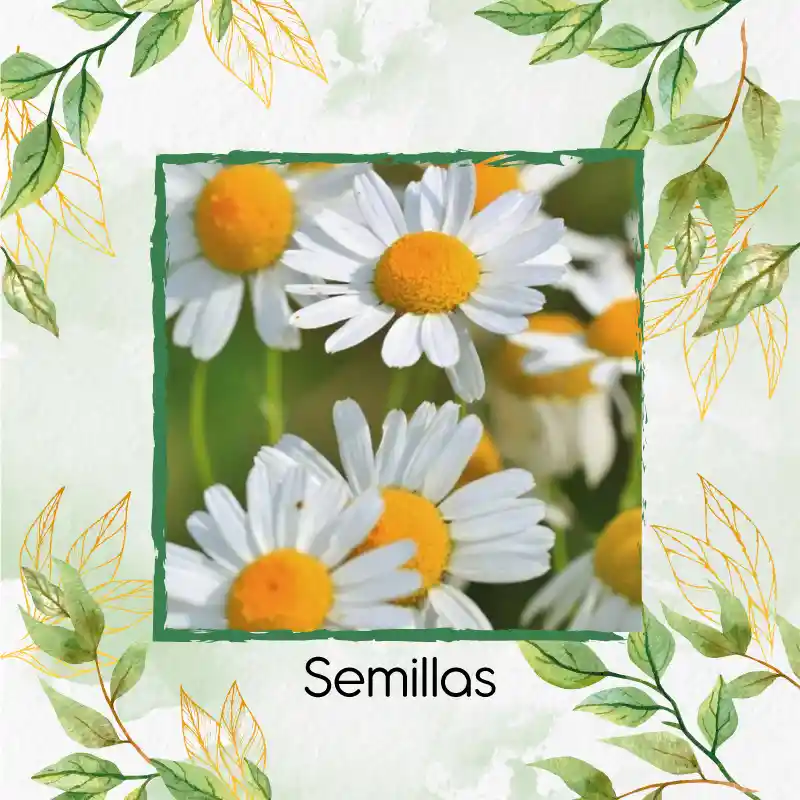 4.000 Semillas Orgánicas De Manzanilla