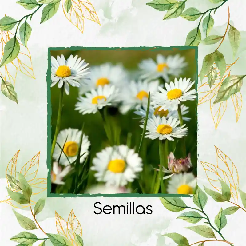 4.000 Semillas Orgánicas De Manzanilla