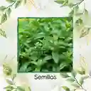 4.000 Semillas Orgánicas De Menta
