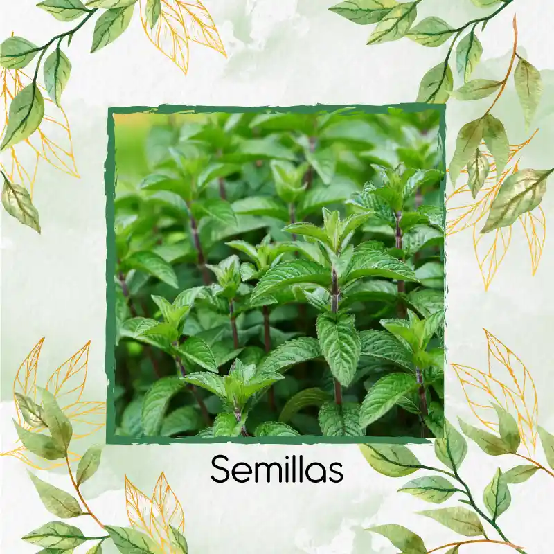 4.000 Semillas Orgánicas De Menta